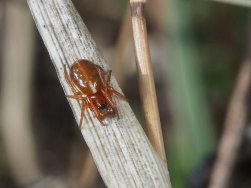 Réf. 254 338 : Hypsosinga sanguinea