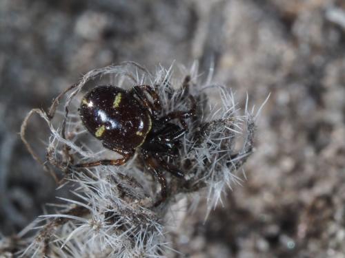 Asagena phalerata