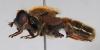 254412 – Photo : Arthropa - Benoit Martha – France (18)