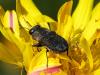 254144 – Photo : Danièle Tixier-Inrep – France (30)