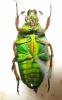 254316 – Photo : BAUER – Gabon