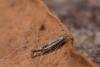 254791 – Photo : Fabre Pierre Henri – France (34)