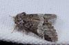 254182 – Photo : Fabricius – France (13)