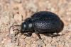 254225 – Photo : Bernard Saquet – Espagne