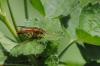 254814 – Photo : Samuel ORTION – France (72)