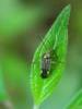 254245 – Photo : Fabien Piednoir – France (06)