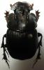 254036 – Photo : BAUER – Gabon