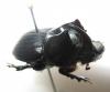 254037 – Photo : BAUER – Gabon