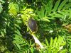 254798 – Photo : BAUER – Gabon