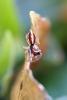 254605 – Photo : Mathurin CARNET – France (58)