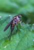 254258 – Photo : Daniel Ventard – France (71)