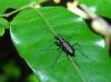 254130 – Photo : M. Bellifa – Guyane française
