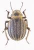 254540 – Photo : ROBICHE gérard – Kenya