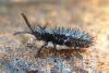 254444 – Photo : Bobabar – France (95)