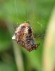 254988 – Photo : Catherine Reymonet-Smitten – France (19)