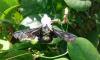 254158 – Photo : Benjamin Guichard – Martinique