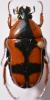 254623 – Photo : Christian Berquer – Madagascar