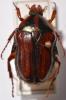 254945 – Photo : Christian Berquer – Madagascar