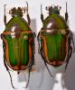 254554 – Photo : Christian Berquer – Madagascar