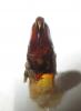 254276 – Photo : BAUER – Gabon
