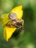 254488 – Photo : BourrinOman – France (83)