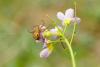 254751 – Photo : henri maleysson – France (43)
