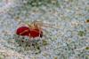 254935 – Photo : Jean-Jacques MILAN – France (33)