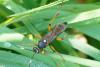 254570 – Photo : Didier GODREAU – France (85)