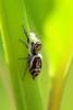254603 – Photo : Mathurin CARNET – France (58)