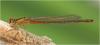 Ischnura pumilio