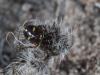 254336 – Photo : Lionel Casset – France (77)