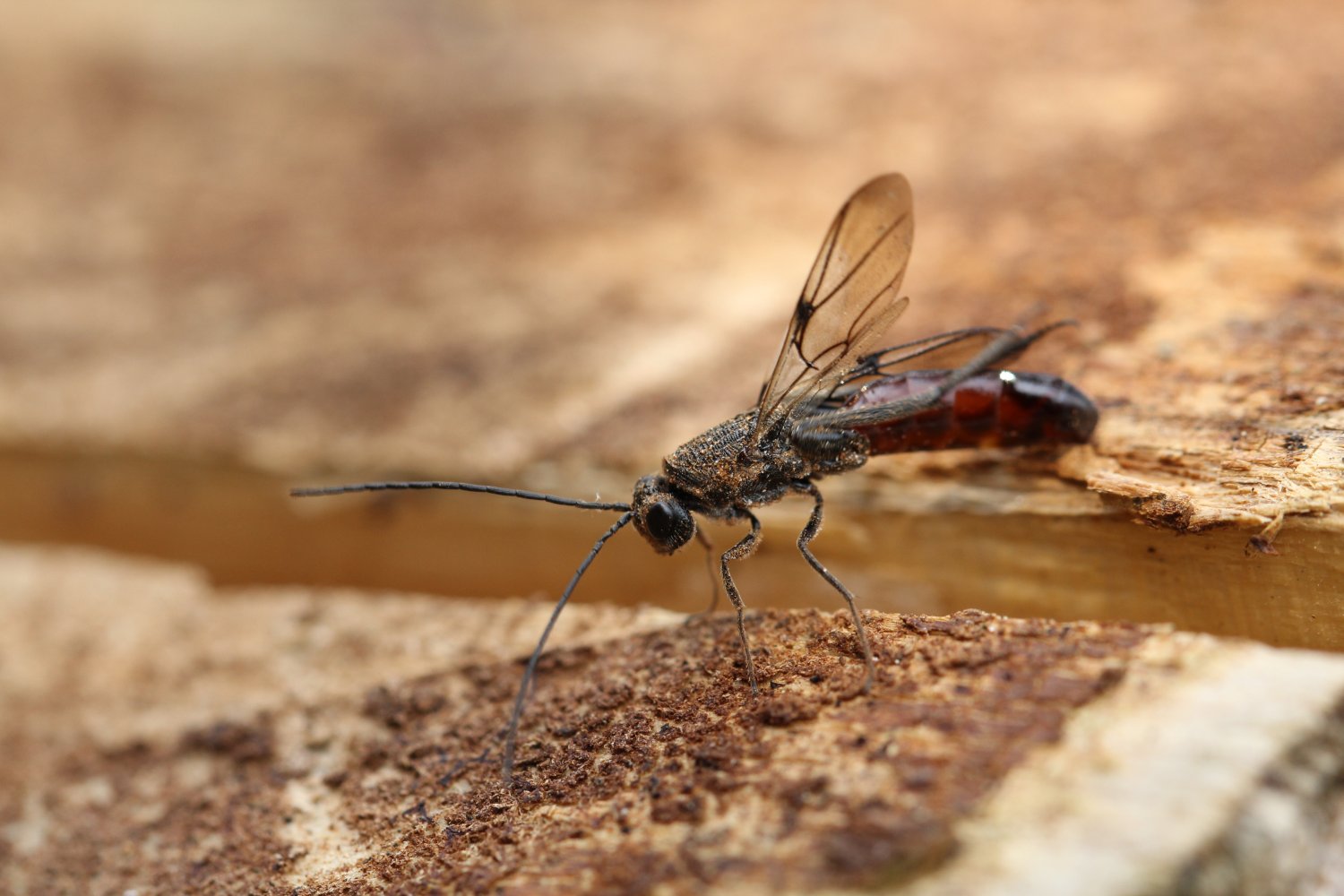 Ennaloël Mateo-espada - Ibalia (Ibalia) leucospoides - réf. 254220 (1500 x 1000 pixels, 160 ko)