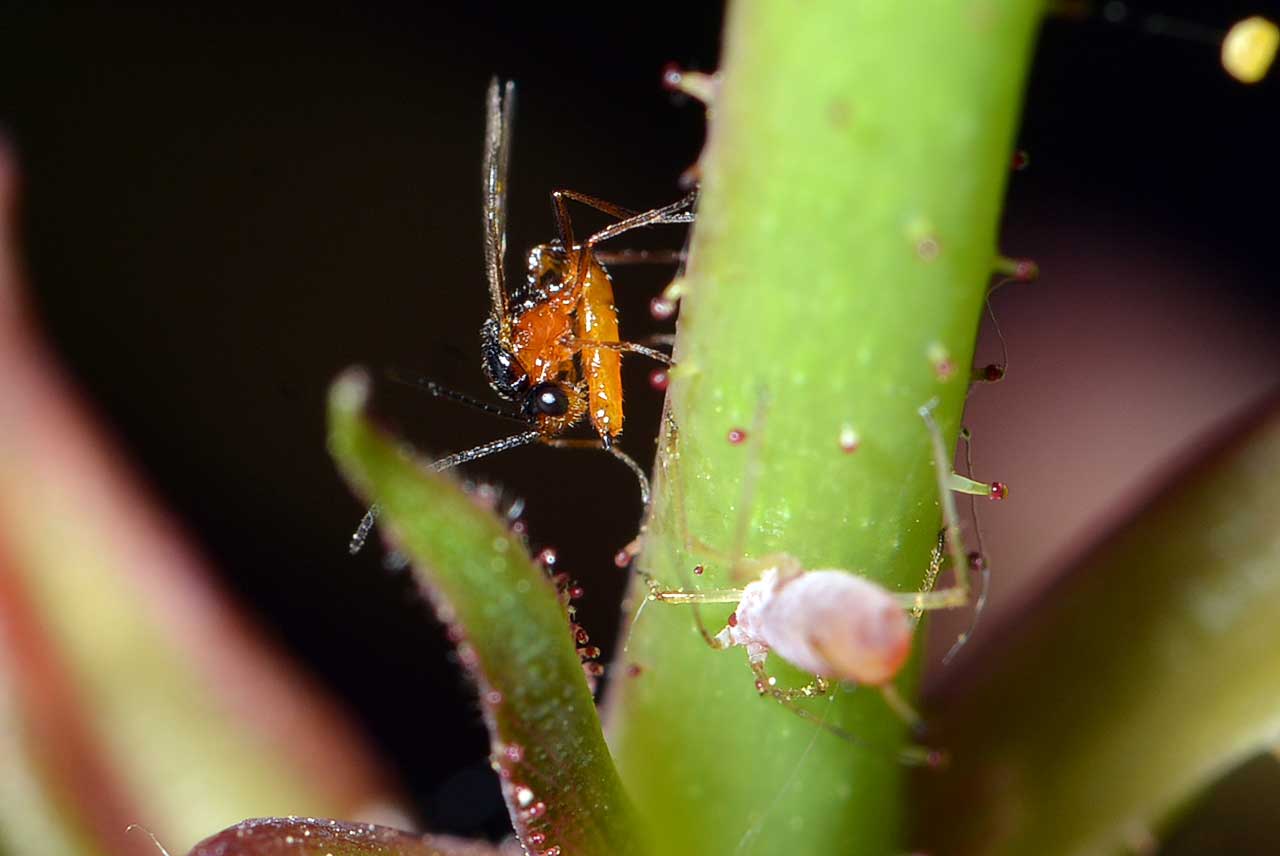 Christophe Quintin - Aphidius sp. - réf. 254221 (1280 x 856 pixels, 49 ko)