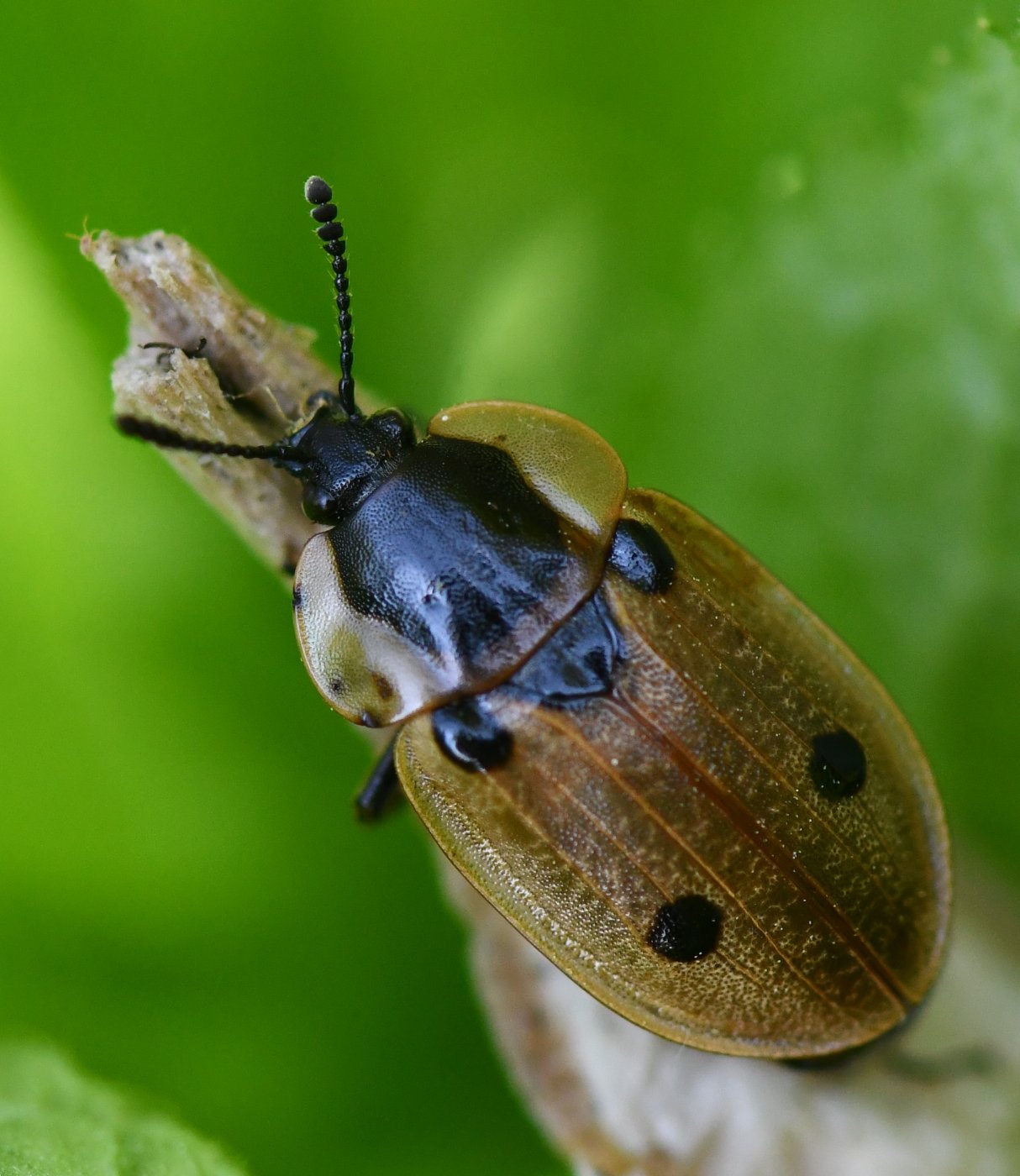 Jean-Michel GAREL - Dendroxena quadrimaculata - réf. 254035 (1214 x 1400 pixels, 194 ko)