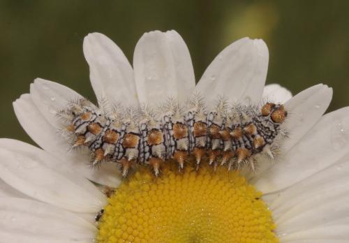 Réf. 255 768 : Melitaea didyma