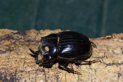 Copris lunaris