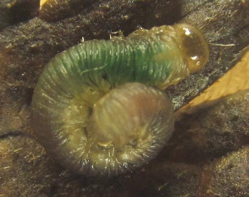 Ametastegia carpini