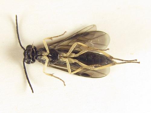 Ametastegia carpini
