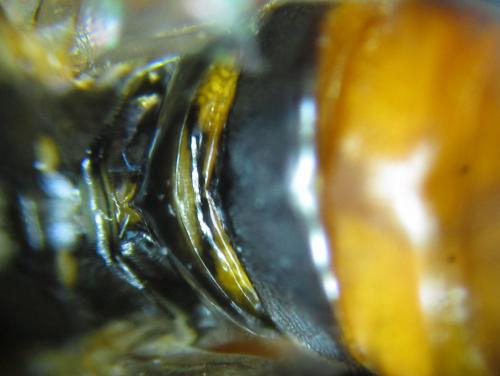 Tenthredopsis sp.