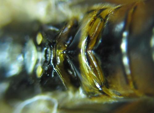 Réf. 255 721 : Tenthredopsis sordida
