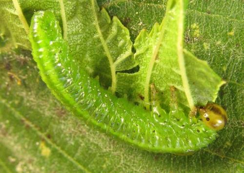 Réf. 255 790 : Arge ciliaris