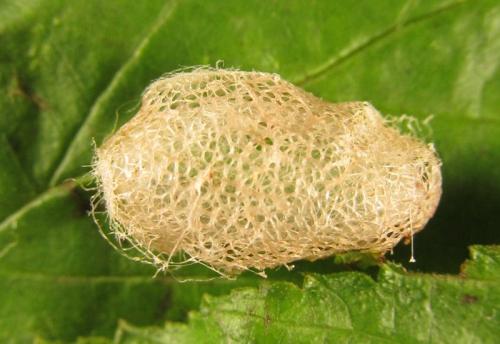 Réf. 255 792 : Arge ciliaris