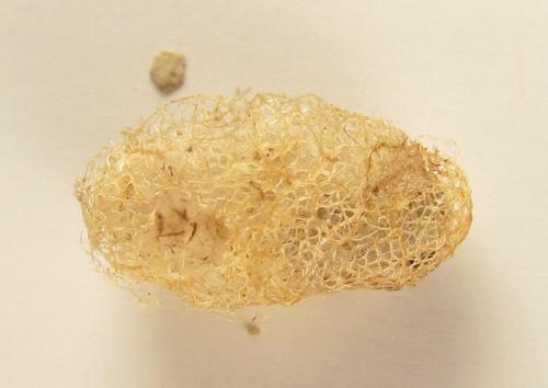 Arge ciliaris