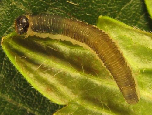 Ametastegia carpini