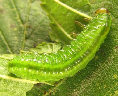 Réf. 255 791 : Arge ciliaris