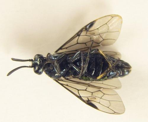 Réf. 255 794 : Arge ciliaris