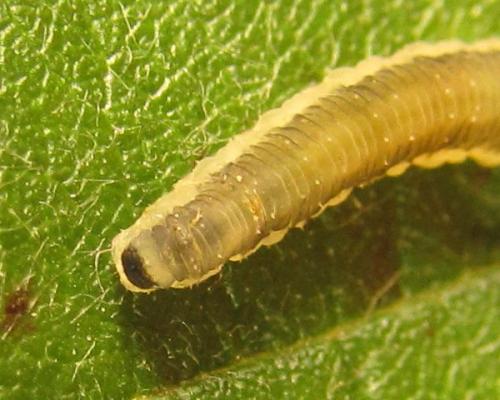 Ametastegia carpini