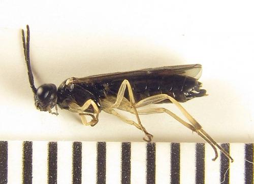 Ametastegia carpini