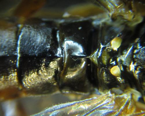 Tenthredopsis sp.