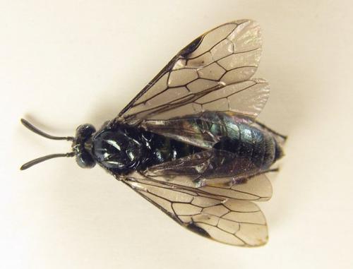 Réf. 255 795 : Arge ciliaris
